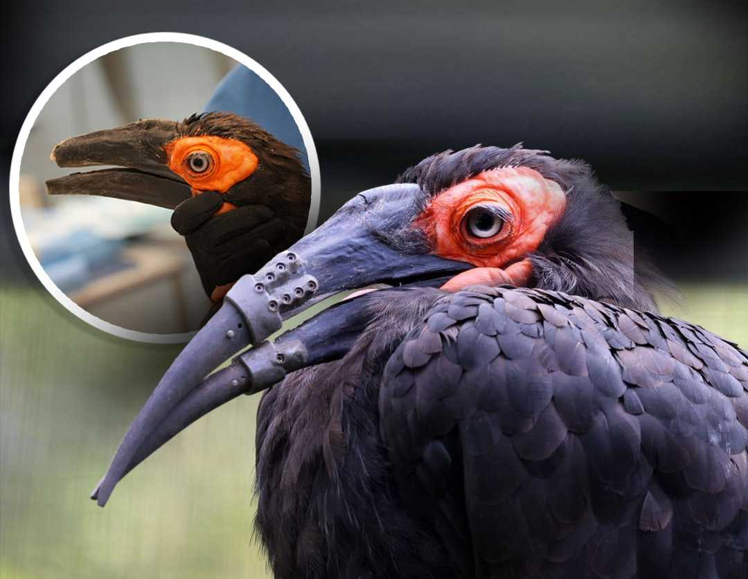 Hornbill receives 3D-printed beak, marking historic first — Wauwatosa Community news