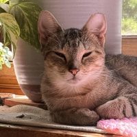 Milwaukee Record Cat Of The Week: Princess — Wauwatosa Business news